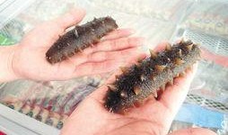 海参哥最新爆料图片大全,图片大全揭秘幕后真相