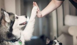 娱乐吃瓜酱狗关窗,吃瓜群众热议“狗关窗”事件