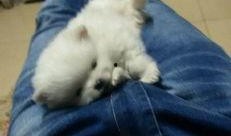 大狗最新爆料图片大全视频